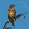 Thrush bird Diamond Paintings