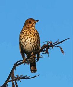 Thrush bird Diamond Paintings