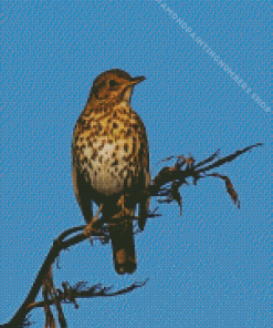 Thrush bird Diamond Paintings