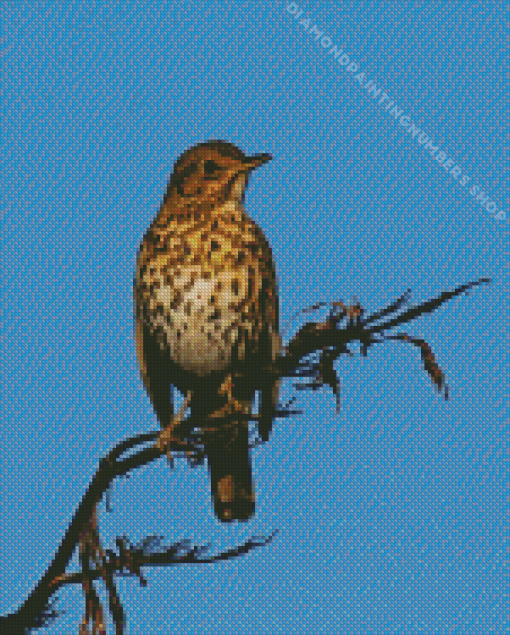 Thrush bird Diamond Paintings