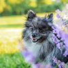 grey pomeranian with purple flowers Diamond Paints