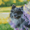 grey pomeranian with purple flowers Diamond Paints