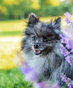 grey pomeranian with purple flowers Diamond Paints