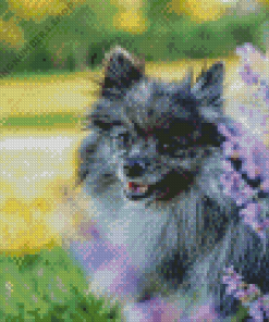 grey pomeranian with purple flowers Diamond Paints