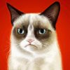 grumpy Cat Diamond Paintings