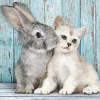 Bunny with cat Diamond By Numbers