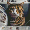 Cat with newspaper Diamond By Numbers