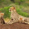 Cheetah and cubs in safari Diamond By Numbers