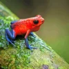 Dart frogs Diamond By Numbers