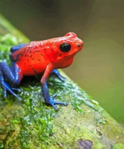 Dart frogs Diamond By Numbers