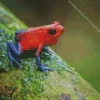 Dart frogs Diamond By Numbers