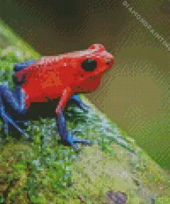 Dart frogs Diamond By Numbers