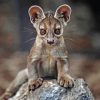 Fossa animal Diamond Dotz