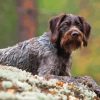 German Wirehaired Diamond Paints