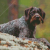 German Wirehaired Diamond Paints