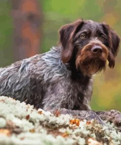 German Wirehaired Diamond Paints