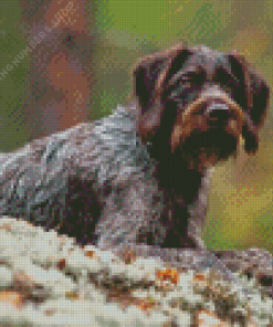 German Wirehaired Diamond Paints