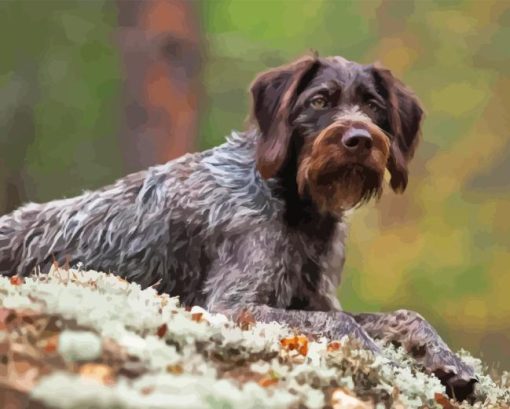 German Wirehaired Diamond Paints