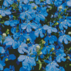 Lobelia Diamond Paints