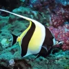 Moorish idol Diamond By Numbers