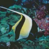 Moorish idol Diamond By Numbers