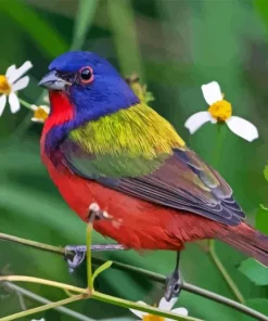 Painted bunting Diamond By Numbers