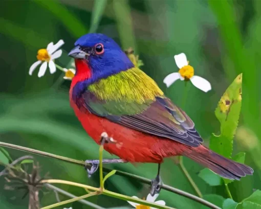 Painted bunting Diamond By Numbers