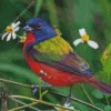 Painted bunting Diamond By Numbers