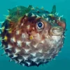 Puffer fish Diamond By Numbers