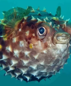 Puffer fish Diamond By Numbers