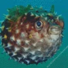 Puffer fish Diamond By Numbers