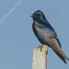 Purple martin Diamond Paints