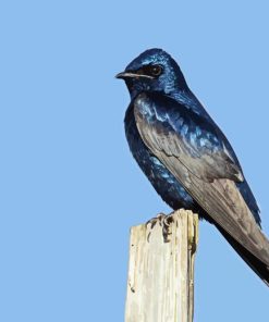 Purple martin Diamond Paints