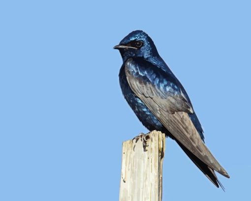 Purple martin Diamond Paints