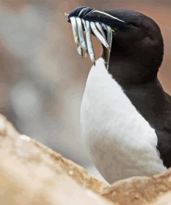 Razorbill bird Diamond Paints