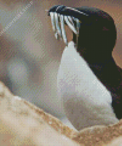 Razorbill bird Diamond Paints