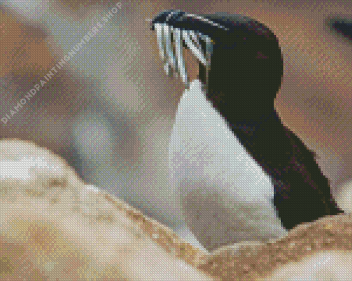 Razorbill bird Diamond Paints