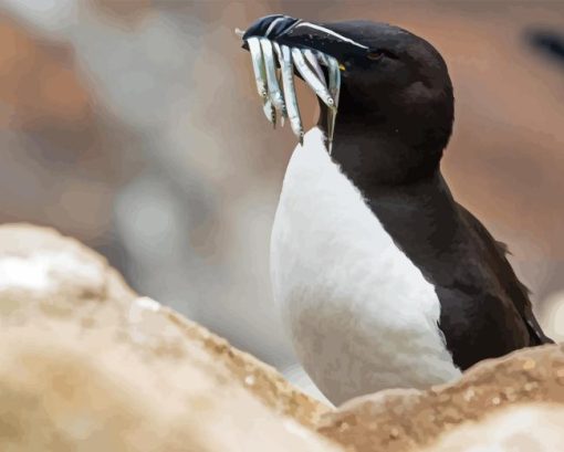 Razorbill bird Diamond Paints