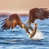 Sea Eagle Catching Fish Diamond By Numbers