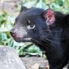 Tasmanian devil Diamond Dotz