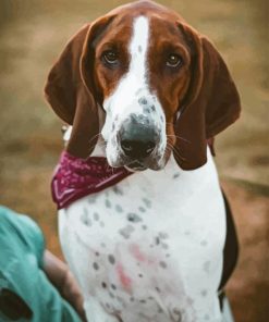 Treeing walker coonhound Diamond Paints