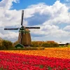 Tulips in holland Diamond By Numbers