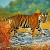 Wild tiger Diamond By Numbers