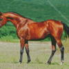 arabian horse Diamond Paints