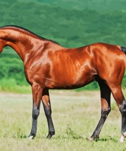 arabian horse Diamond Paints