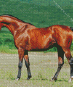 arabian horse Diamond Paints