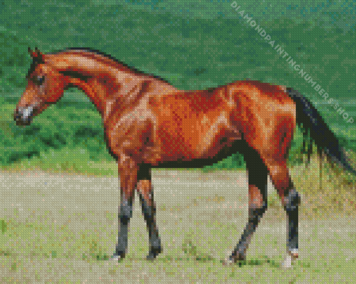 arabian horse Diamond Paints