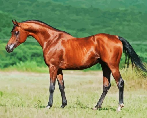 arabian horse Diamond Paints