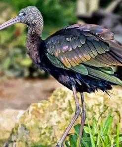 black ibis Diamond By Numbers