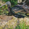 black ibis Diamond By Numbers